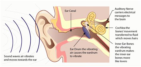 what does it mean when you hear music in your head